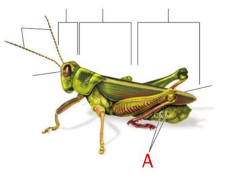 Entomology Lab Quiz 1 Flashcards Quizlet