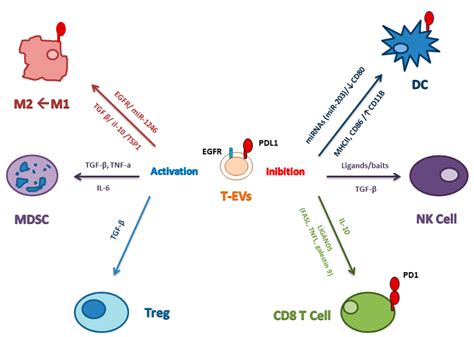 Extracellular Vesicles And Cancer A Focus On Metabolism Cytokines