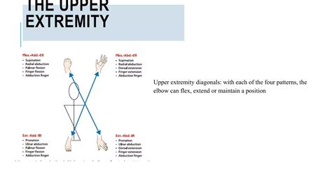 Proprioceptive Neuromuscular Facilitation Pnf Ppt