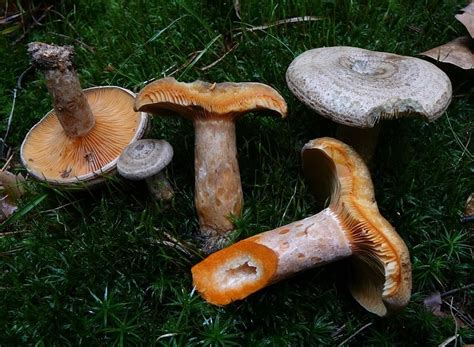 Lactarius Semisanguifluus The Ultimate Mushroom Guide Mushroom Guide