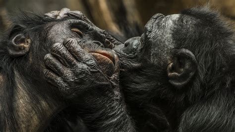 Monkeys Kiss Of Grief