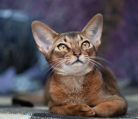 Abyssinian Cat Breed Information And Advice Your Cat