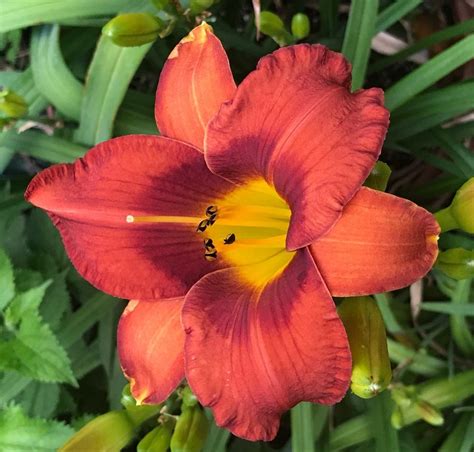 Daylily Hemerocallis Bourbon And Branch In The Daylilies Database