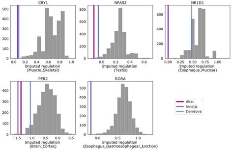 Neanderthal genes may have helped early humans adapt to differences in ...