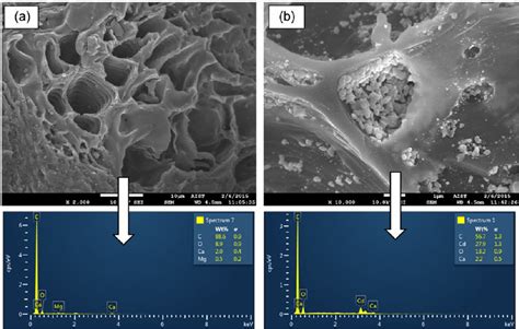 Scanning Electron Microscopy Sem And X Ray Spectroscopy Edx Spectra Download Scientific