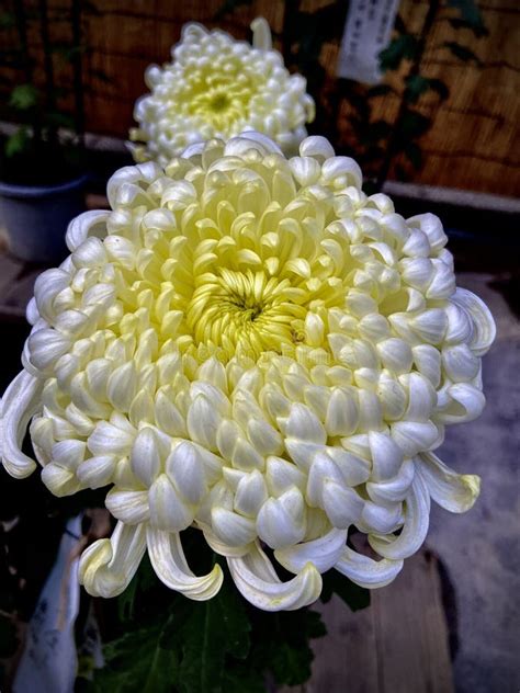 Japanese Chrysanthemums Autumn Flowers Yellow And White Stock Photo