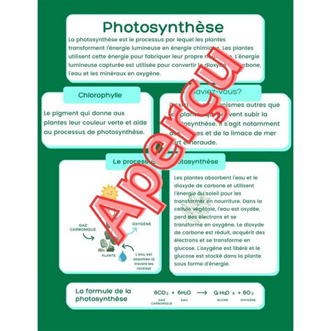 La photosynthèse