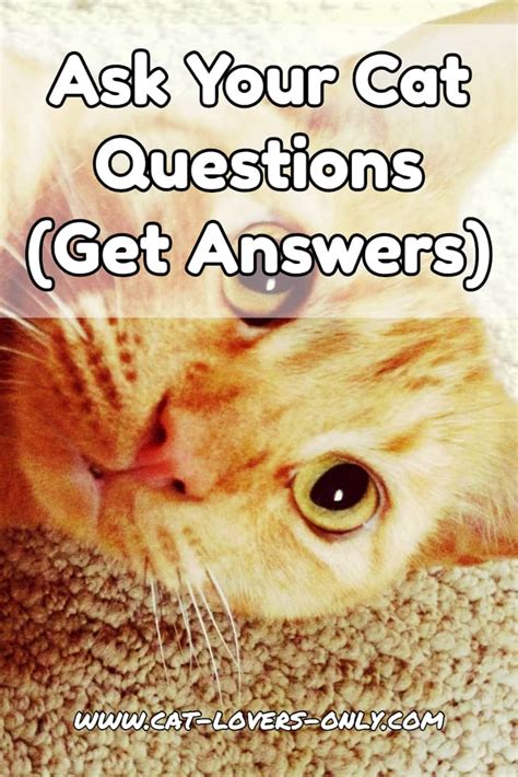 Ask Your Cat Questions: Start A Discussion