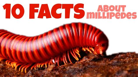 TOP 10 FACTS ABOUT MILLIPEDES (UNBELIEVABLE) - YouTube