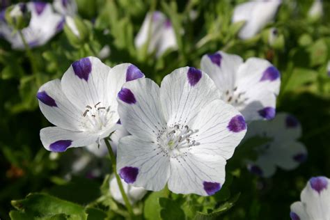 Wildflower Seed Identification