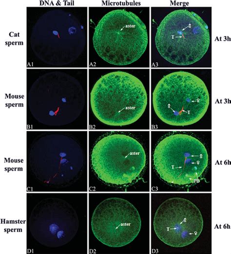 Laser Scanning Confocal Microscopic Images Of Microtubules And