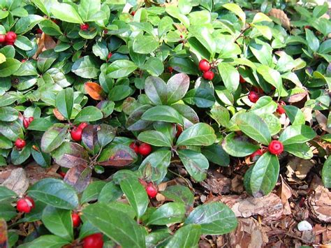 'Peppermint Pearl' Wintergreen: Maryland Native Plants for Winter Interest