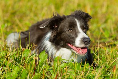 Cachorro Border Collie Saiba Tudo Sobre A Ra A Aqui