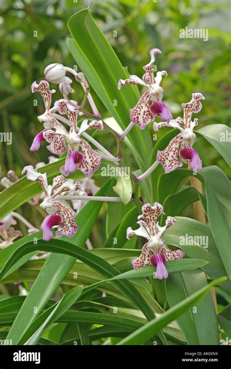 Exotic Foliage Vanda Tricolor Hi Res Stock Photography And Images Alamy