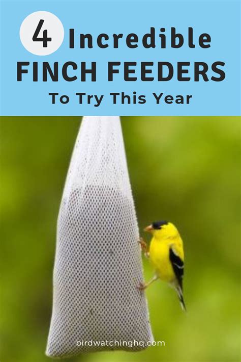 Best Wild Bird Seed For Finches - unique rare bird