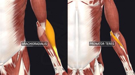 How To Get Bigger Forearms FAST 3 Science Based Tips 2024