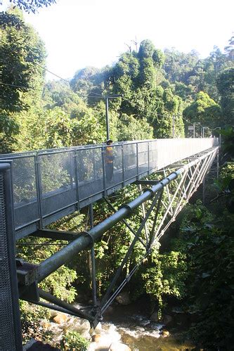 Tree Top Walk Sg Sedim Tree To Walk Sg Sedim Kulim Kedah Flickr