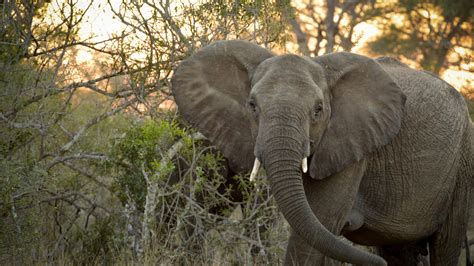 Kruger National Park - Safari Africa