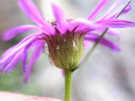 (Asteraceae) image 15557 at PhytoImages.siu.edu