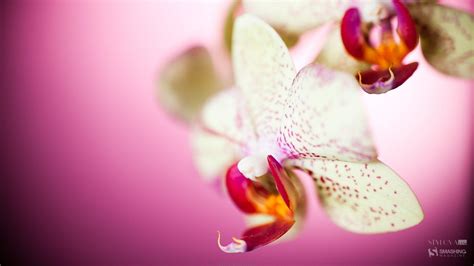 White Orchid Wallpapers - Wallpaper Cave