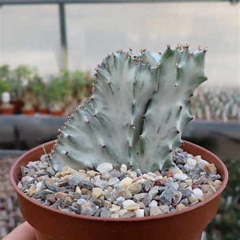 Euphorbia lactea cv Grey Ghost cristata Uhlig Kakteen Über 5000