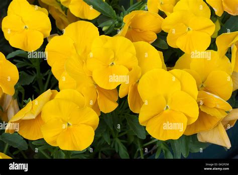 Garden Pansy Viola Tricolor Var Hortensis Flowering Plant Stock