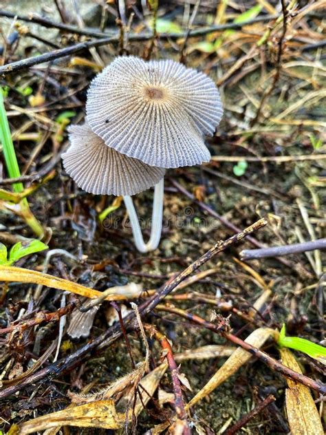 Tiny White Mushrooms Can Be Seen Growing On The Bushes Stock Photo