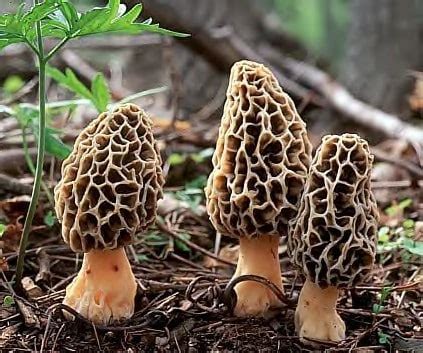 Focus on Fungi – Ohio Mushrooms & the Morel - Brothers Grimm Landscaping and Design