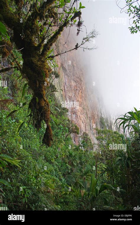 Ecosistema Vertical Fotografías E Imágenes De Alta Resolución Alamy