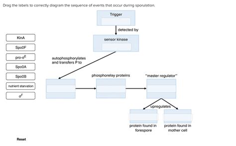 Solved Drag The Labels To Correctly Diagram The Sequence Of Chegg