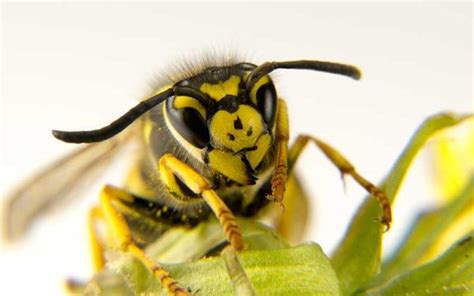 Avispa Características Hábitat Alimentación Y Reproducción