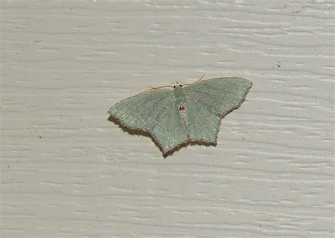 Maryland Biodiversity Project Angle Winged Emerald Moth Chloropteryx