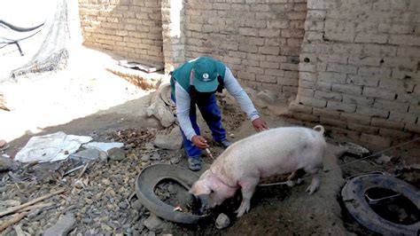 MINAGRI vacuna más de 107 mil cerdos para prevenir peste porcina