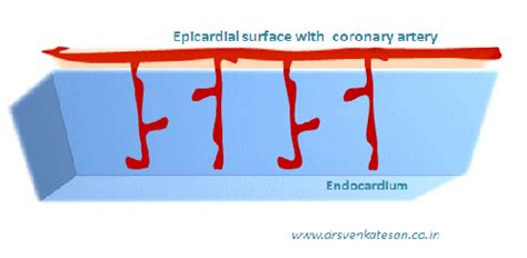 Looking Beyond Coronary Stenosis Epicardial To Endocardial Blood Flow