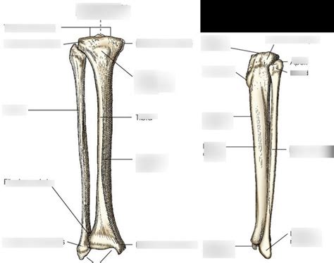 Lower Leg Anatomy Diagram Quizlet