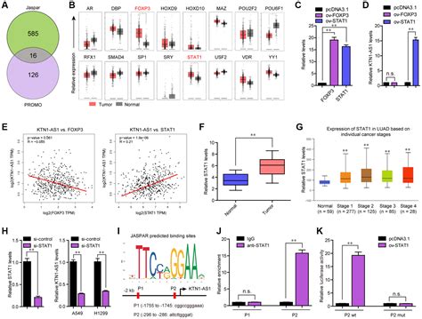 STAT1 Induced Upregulation Of LncRNA KTN1 AS1 Predicts Poor Prognosis