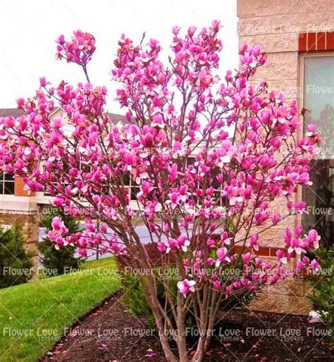 Pcs Bonsai Magnolia Tree Beautiful Flowers For Home Garden Ornamental