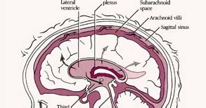 Cerebral Palsy Treatment by Chinese Medicine: Treatment for Athetoid Cerebral Palsy