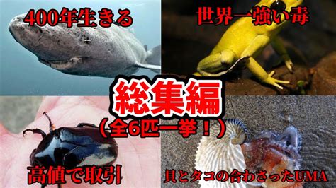 総集編世界の変わった生き物全6種を一挙公開 YouTube