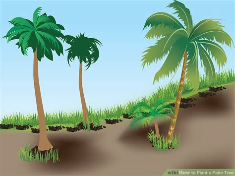 How To Plant A Palm Tree 15 Steps With Pictures Wikihow