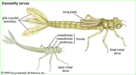 Damselfly Insect Damselfly Butterfly Facts Insects