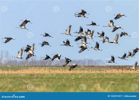 Multitud Que Vuela De Los Cielos Azules Comunes Del Grus De Crane Grus