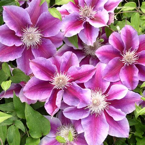 Clematis – What are the Three groups? – Afoodieaffair