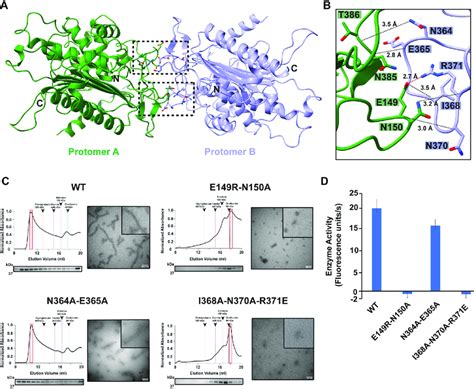 Structural Characterization Of LACTB Dimerization Interface A LACTB