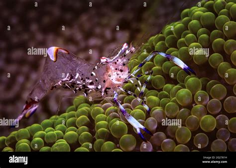 Spotted Cleaner Shrimp Periclimenes Yucatanicus On A Green Sea