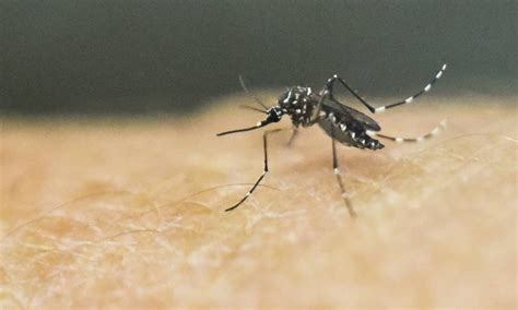 Pesquisa Descobre Que Pernilongo Pode Ser Capaz De Transmitir Zika