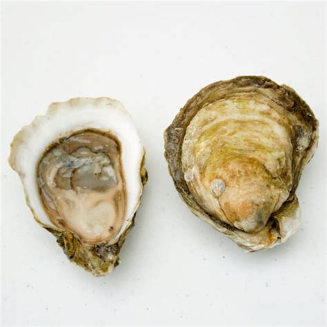 Wellfleet Oysters (MA) – Element Seafood