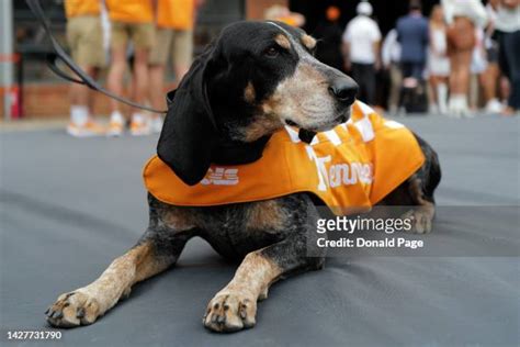 Smokey (Mascot) Photos and Premium High Res Pictures - Getty Images