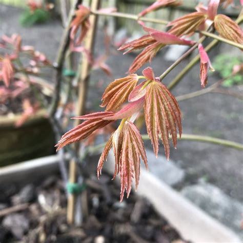 Acer Palmatum Summer Gold Japanese Maple First Buds And New Growth