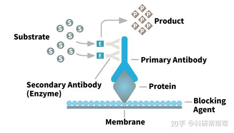 Western Blot 实验技术全攻略 知乎